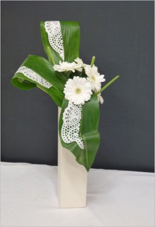 Aspidistra en  habit de dentelle