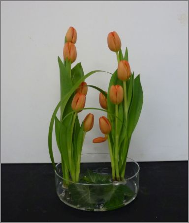 Poussée de tulipes