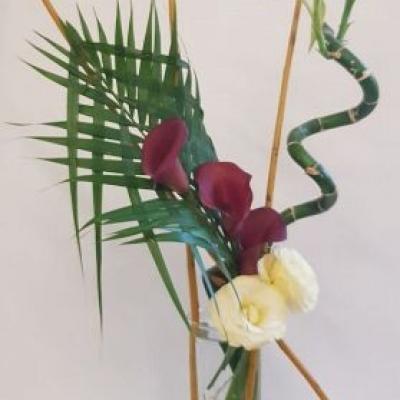 Lucky Bamboo