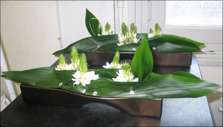 Aspidistra and Co